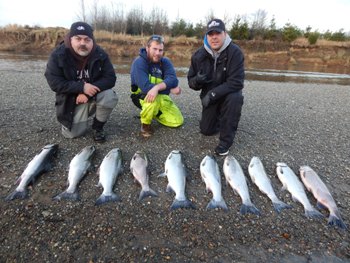 Chehalis river fall Coho salmon