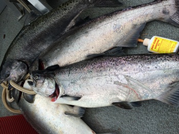 Cowlitz river spring Chinook salmon