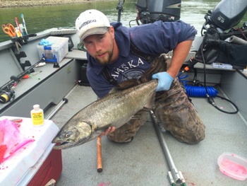 Summer King salmon from the Nisqually river